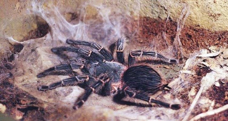 盘点世界上几种奇特的蜘蛛,蜘蛛为什么能把网织得这么好看