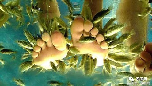 火遍全泰的这种“小鱼啃脚Spa”,你可知有多大健康风险?