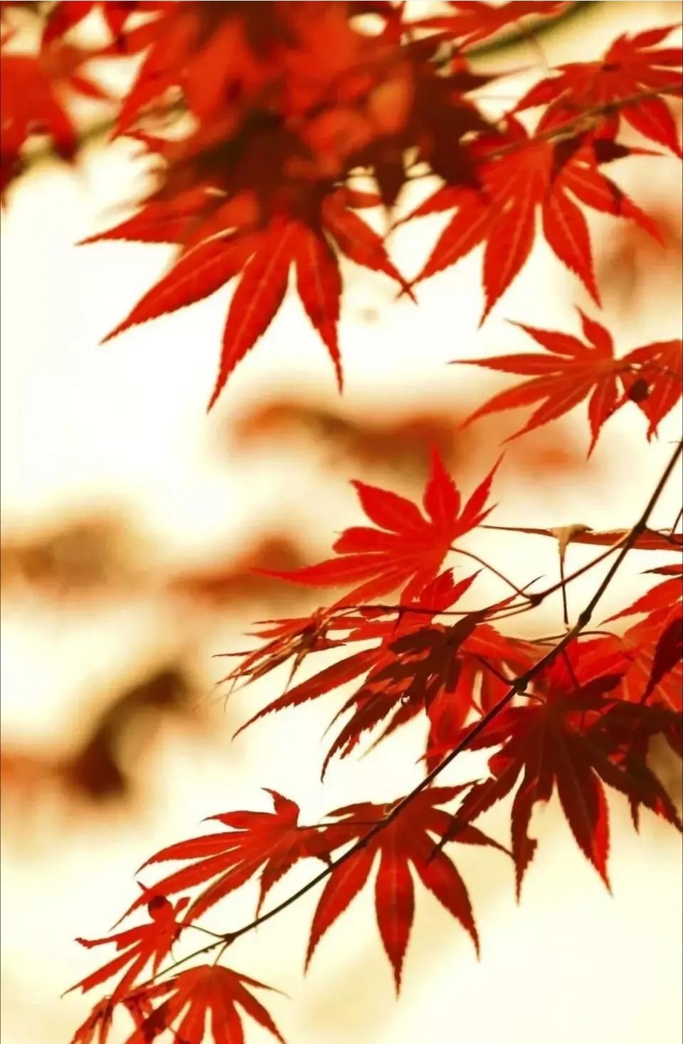 感恩遇见相守流年的意思,感恩流年中的每一次相遇