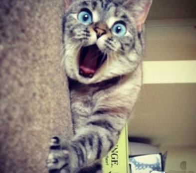 恩哥问答：假如“月经”变“年经”，人类会危若累卵吗？