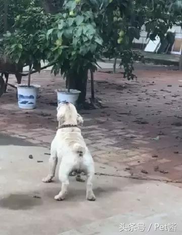 短腿狗想吃树上的李子，路人本想围观看戏，下一秒却被打脸