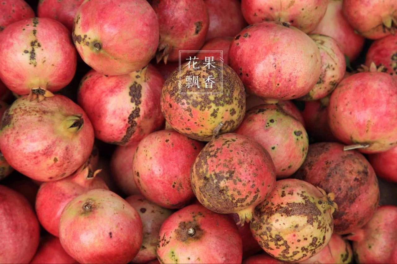 热门产业伤心事：软籽石榴的价格居然会低到2.5元一斤