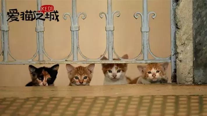 本周院线新片,本周新片先看哪一部