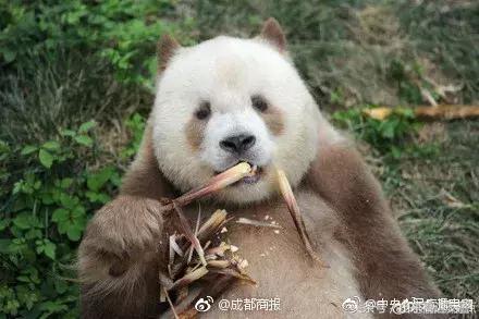 爆笑！收到2米多高代购清单的男子代购回来啦！「蜀黍周趣闻‖NO.43」