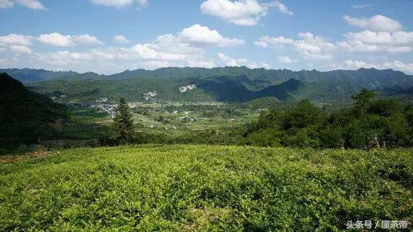 张家界神仙茶,张家界神茶