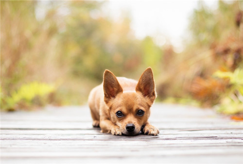 狗狗呕吐是饿的吗,狗狗呕吐是细小前期表现吗