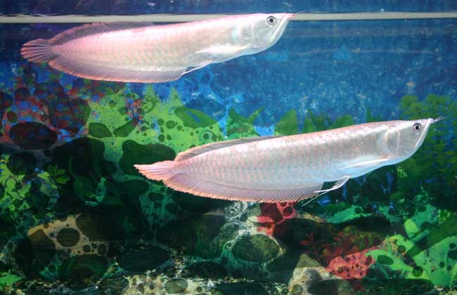 养银龙鱼水温多少合适,银龙鱼水温需要加热吗