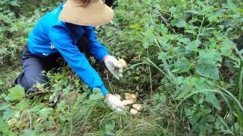 散文母亲的麦子,散文妈妈的炊烟