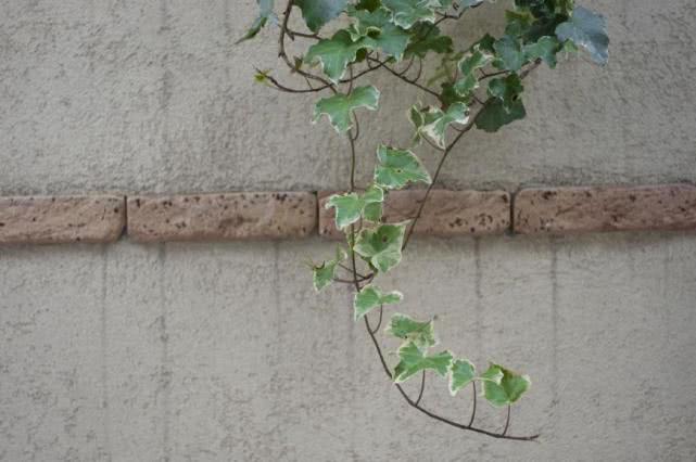 纤体霜是瘦身霜么,纤体霜真的有瘦身的效果吗