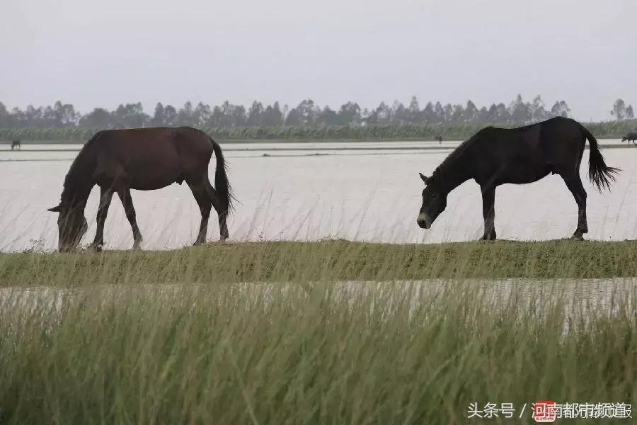 “山竹”过后首个工作日：广东人爬树都要去上班！
