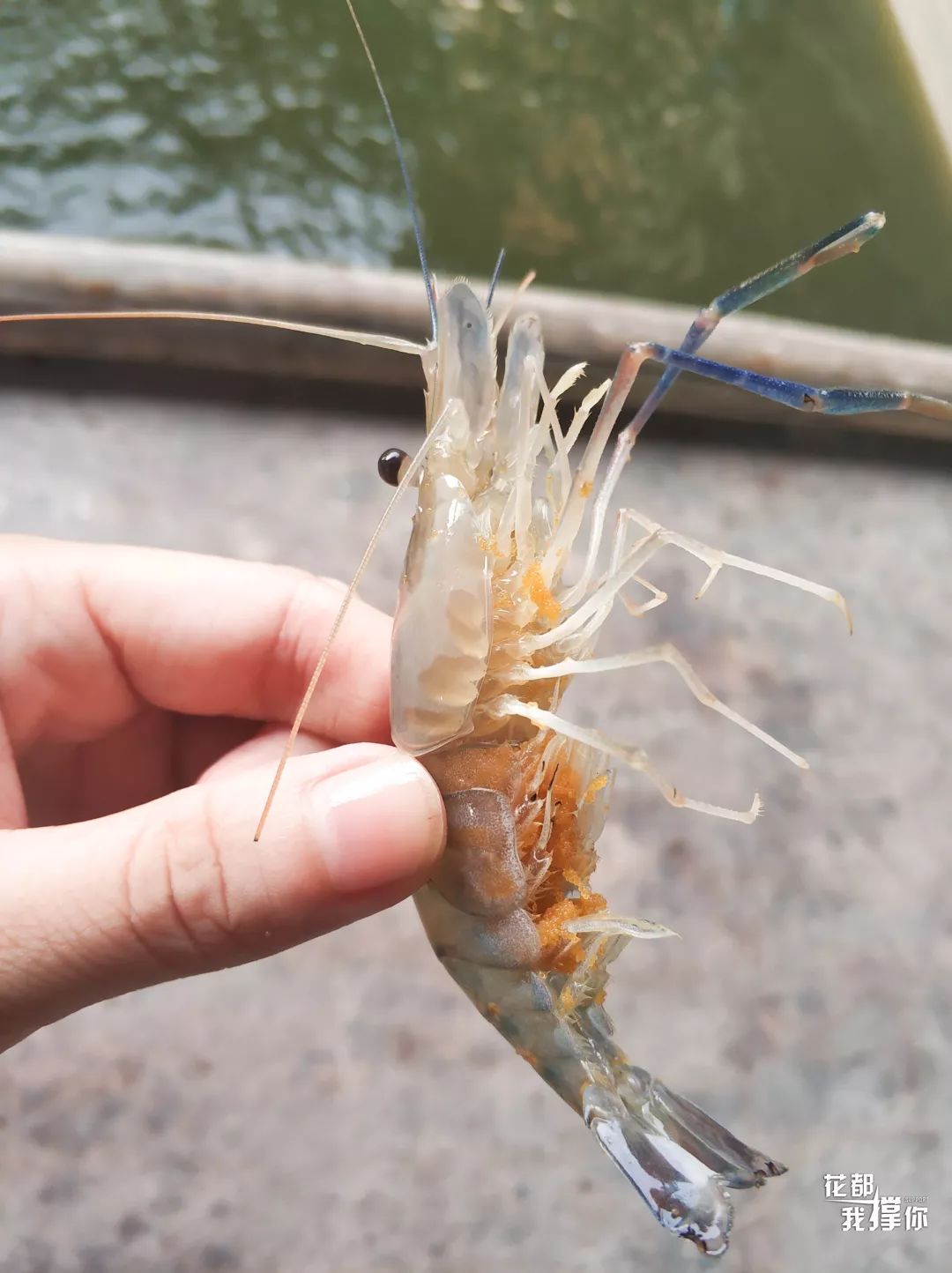 花都三东钓虾场,周末想去海边玩去哪里