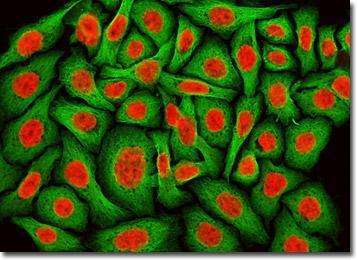 海拉细胞永生人现状,海拉细胞可以使人类永生吗