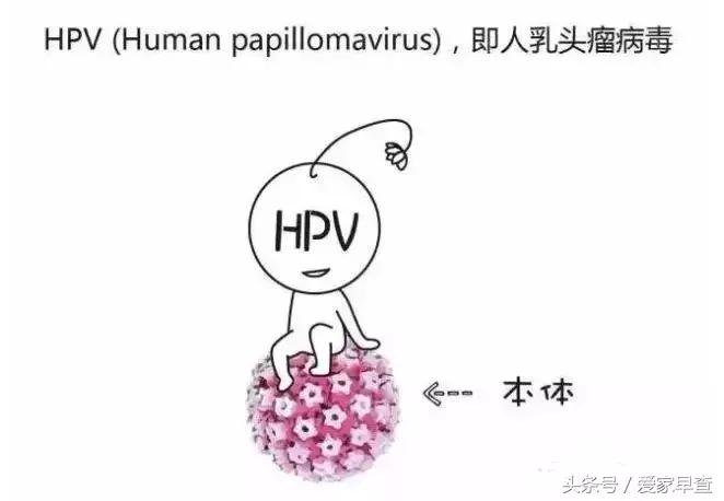宫颈癌与hpv知识,关于hpv与宫颈癌科普