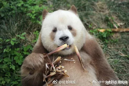 「蜀黍周趣闻」爆笑！收到2米多高代购清单的男子代购回来啦！