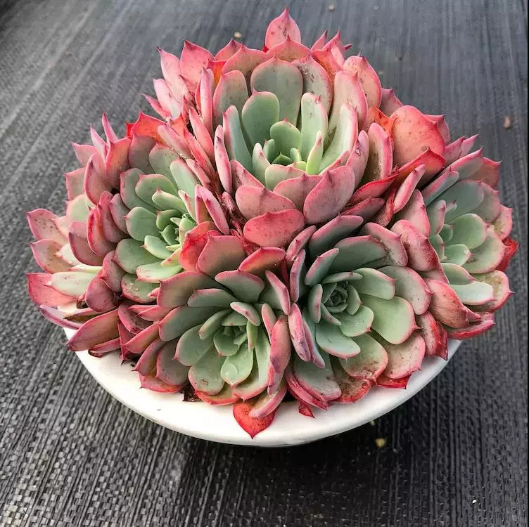 这个秋天，还在愁家里没有美肉吗？超高颜值的法师、冰梅等你来抢购！