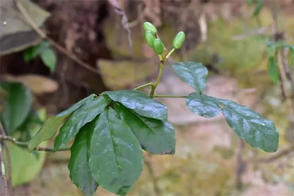 植物调查心得体会,考察植物种类实践活动心得体会