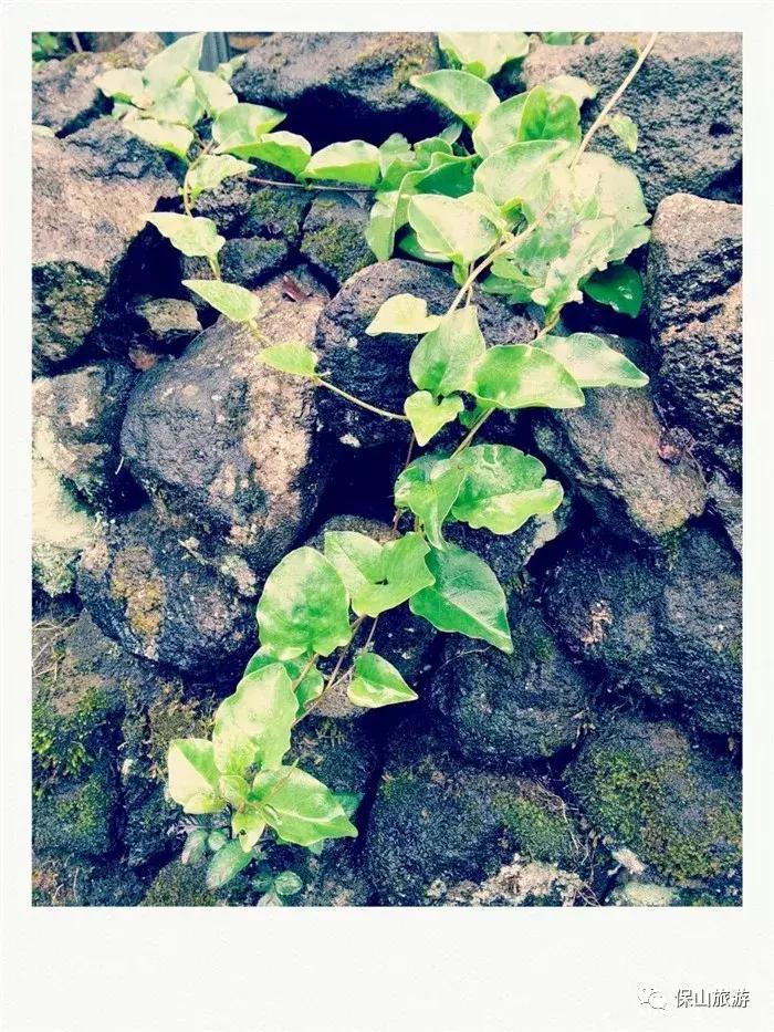 银杏村是个什么样的村落？它的美可以让人摒弃浮躁忘却烦恼