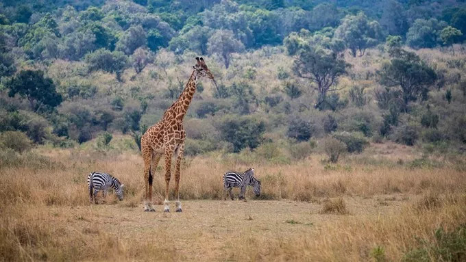 最恐怖的拍摄经历｜我在非洲被长颈鹿强吻了……