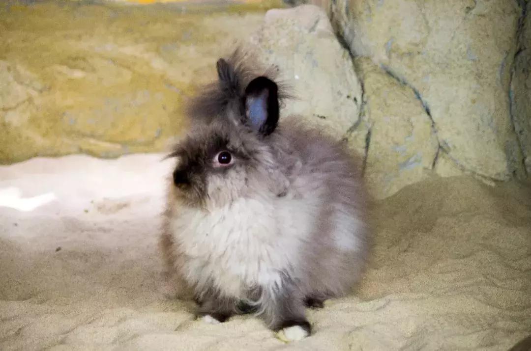 重庆小熊猫互动的动物园,重庆动物园有小熊猫