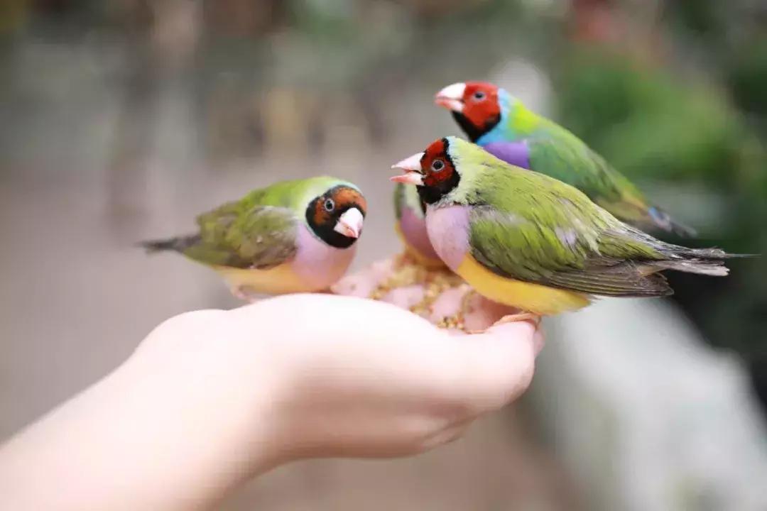 重庆动物园推荐熊猫,重庆动物园冬天有小熊猫吗
