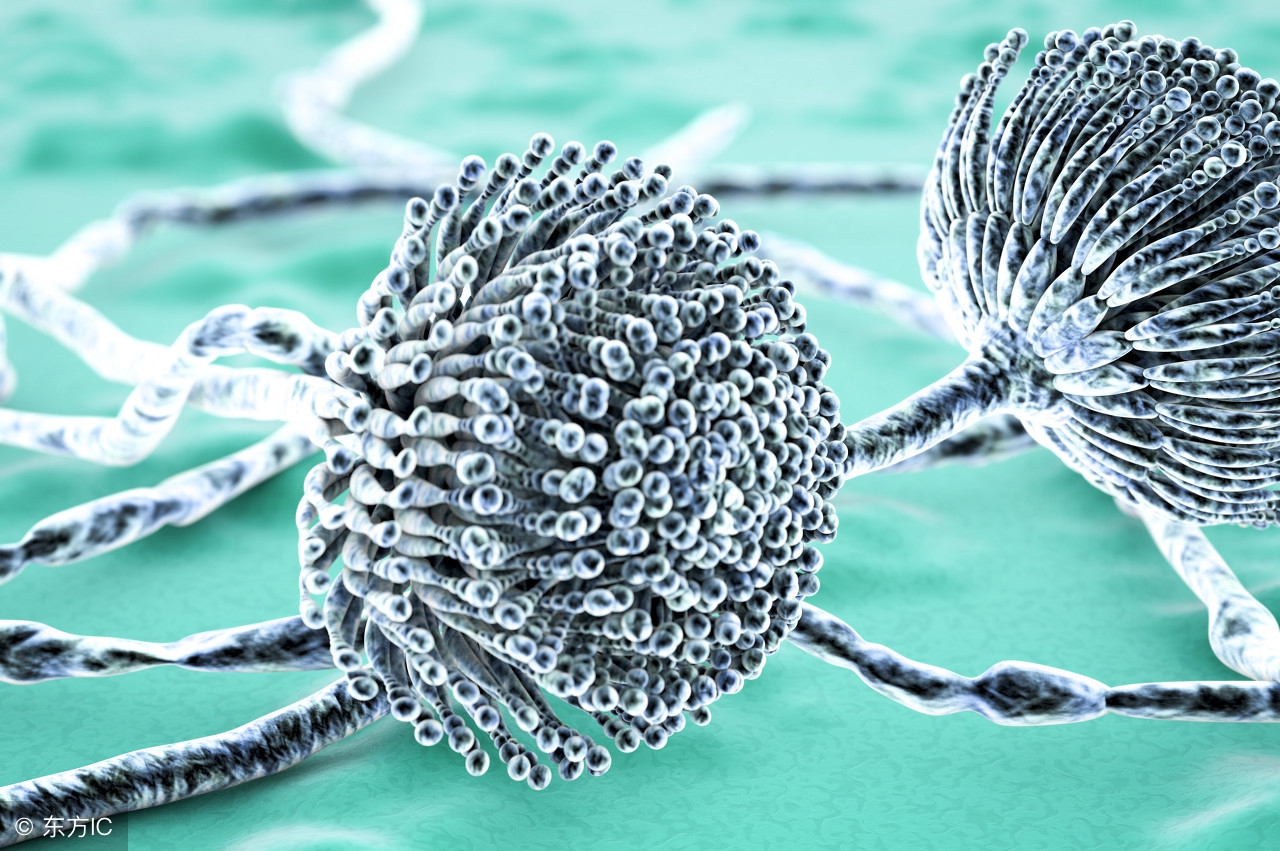 壁纸长霉诱发儿童哮喘？你家墙面为啥老长霉？除霉深度解析090