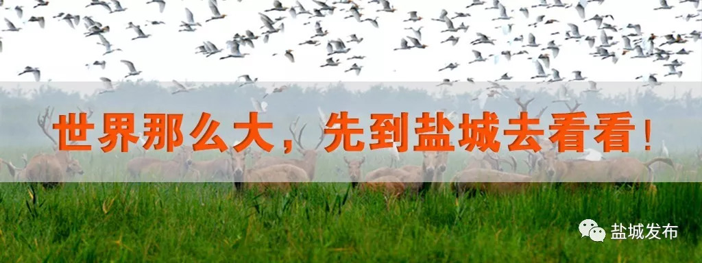 盐城市第九届全运会,盐城市第九届运动会