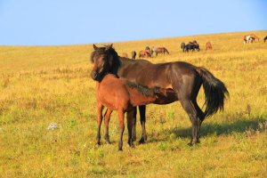 金秋坝上草原摄影,坝上秋天摄影攻略