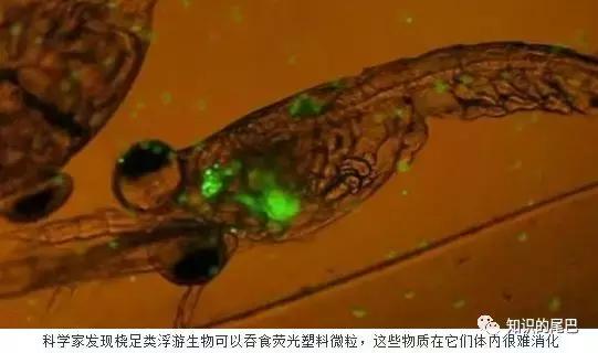 山竹扔垃圾桶,山竹扔垃圾桶里