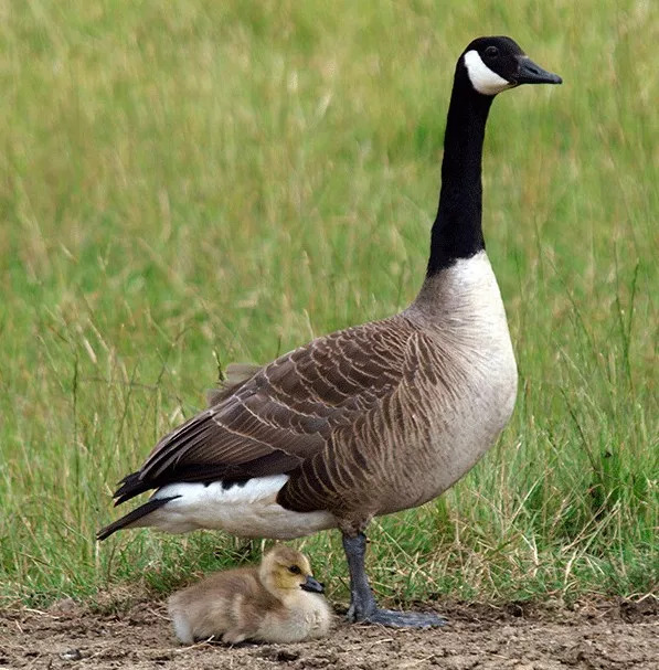 1万一件加拿大鹅卖500元,一万多的加拿大鹅值多少钱