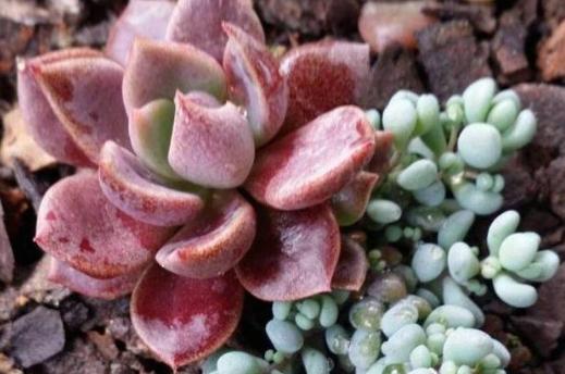 一行白鹭上青天春种一粒粟,一行白鹭上青天教资怎么教