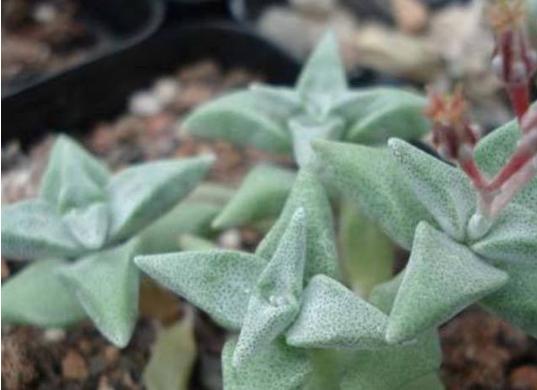 一行白鹭上青天春种一粒粟,一行白鹭上青天教资怎么教