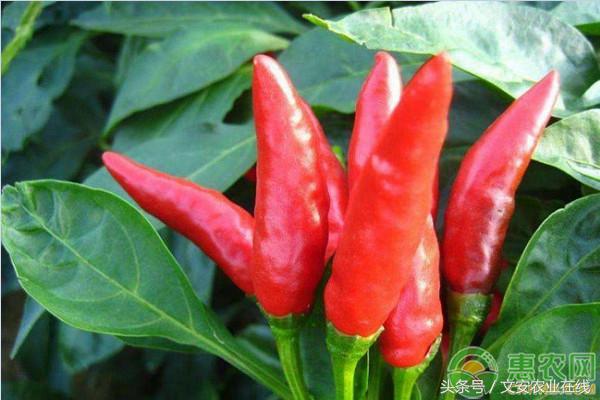 今日辣椒价格是多少呢,辣椒价格最新行情2023