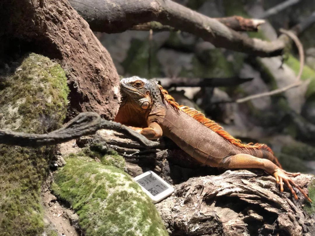 羊驼开门视频,羊驼出门迎接主人