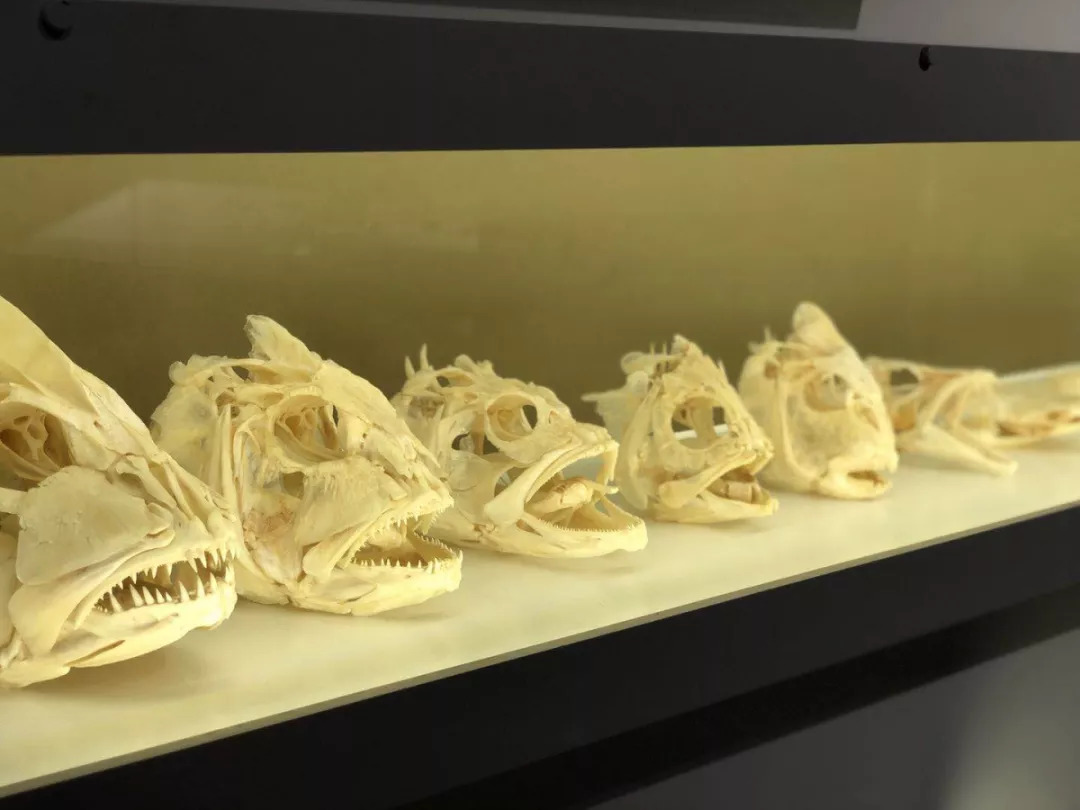 羊驼开门视频,羊驼出门迎接主人