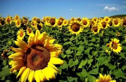 沈阳9月活动,沈阳秋季免费游玩