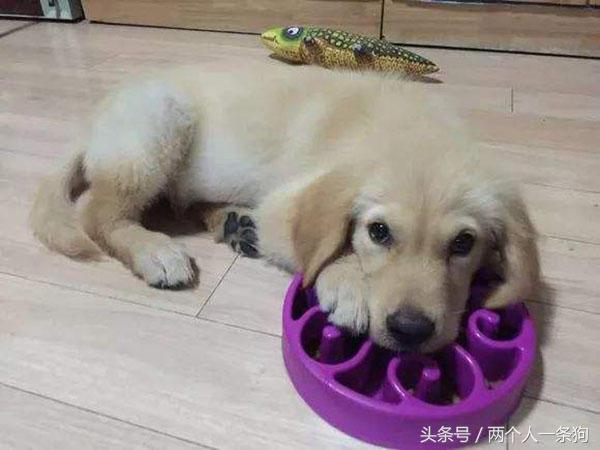 怎么改正狗狗狼吞虎咽,怎么纠正狗狗进食过快