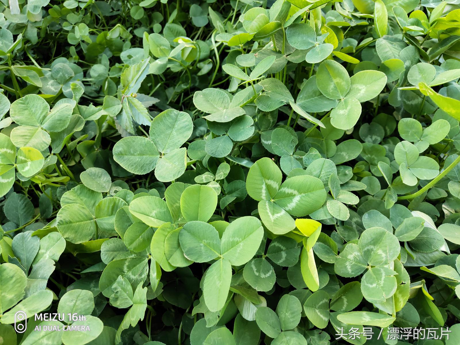 魅族16pro深度评测,魅族16评测蓝色字体