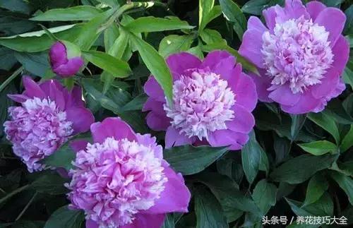 10月份哪些花可以翻盆,秋季换盆的花有哪些