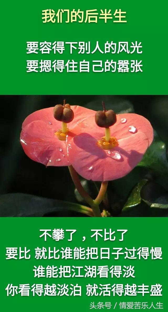 我们的后半生的美文,我们的后半生全集