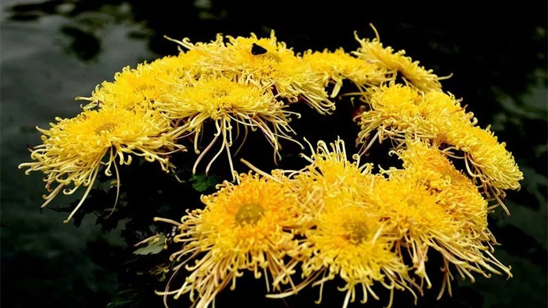 秋日赏菊30张菊花图美到心醉,美到令人心醉的菊花图片