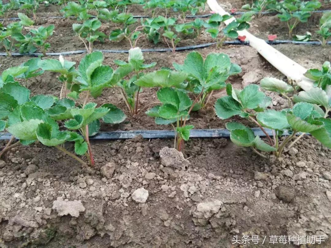 草莓苗种植的全程步骤详解,草莓苗种植方法谁都不知道