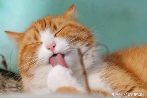 猫咪在家乱拉屎是什么原因,猫咪在家里乱拉尿怎么办