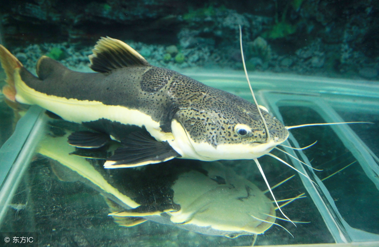 特别凶的宠物鱼,叫声像猫叫的鱼