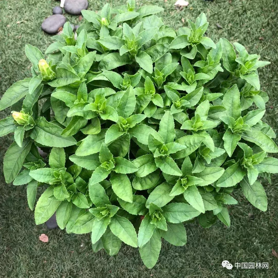 风铃草欣赏,风铃草的生长特点