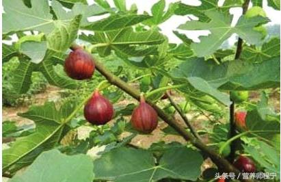 痔疮夏季怎么调养,夏季最佳治疗痔疮中成药