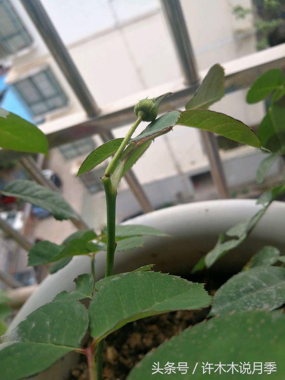 网购月季花黄叶怎么办,网购的月季小苗怎么处理