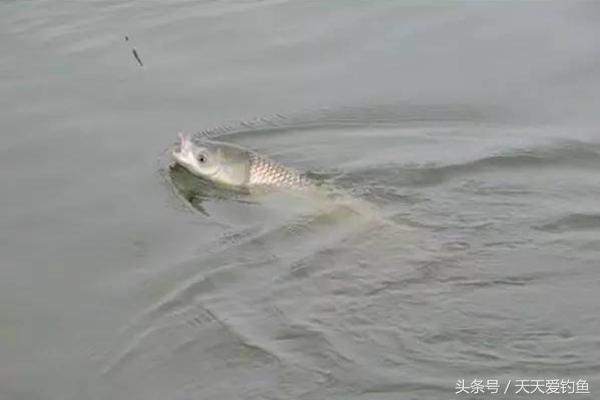 秋季大风天怎么钓鱼,大风天钓鱼如何应对