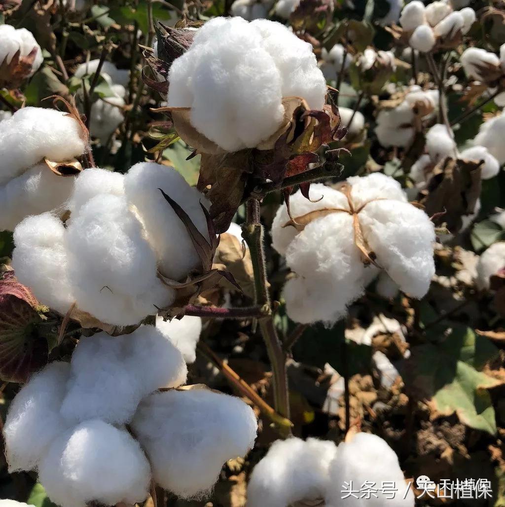 新疆南疆籽棉收购价最新行情,今日北疆各兵团籽棉收购价