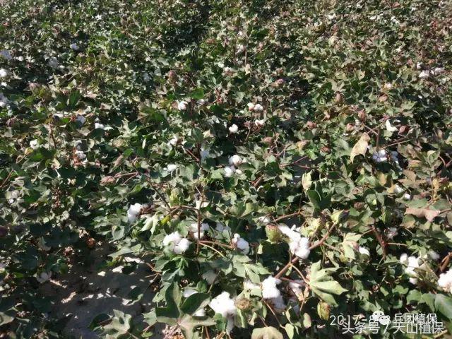 新疆南疆籽棉收购价最新行情,今日北疆各兵团籽棉收购价