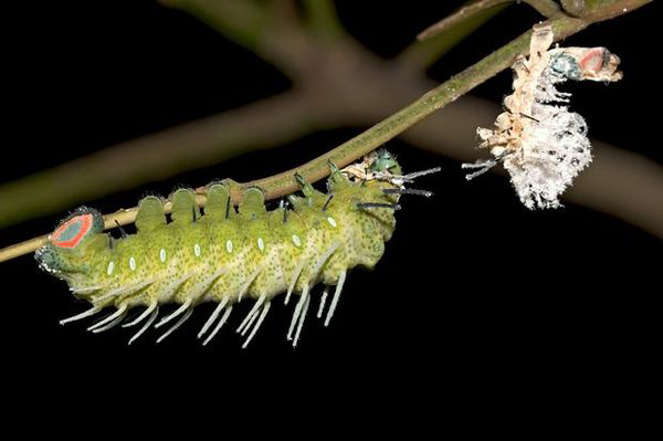 小孩害怕小虫子怎么教育,小朋友害怕虫子怎么克服